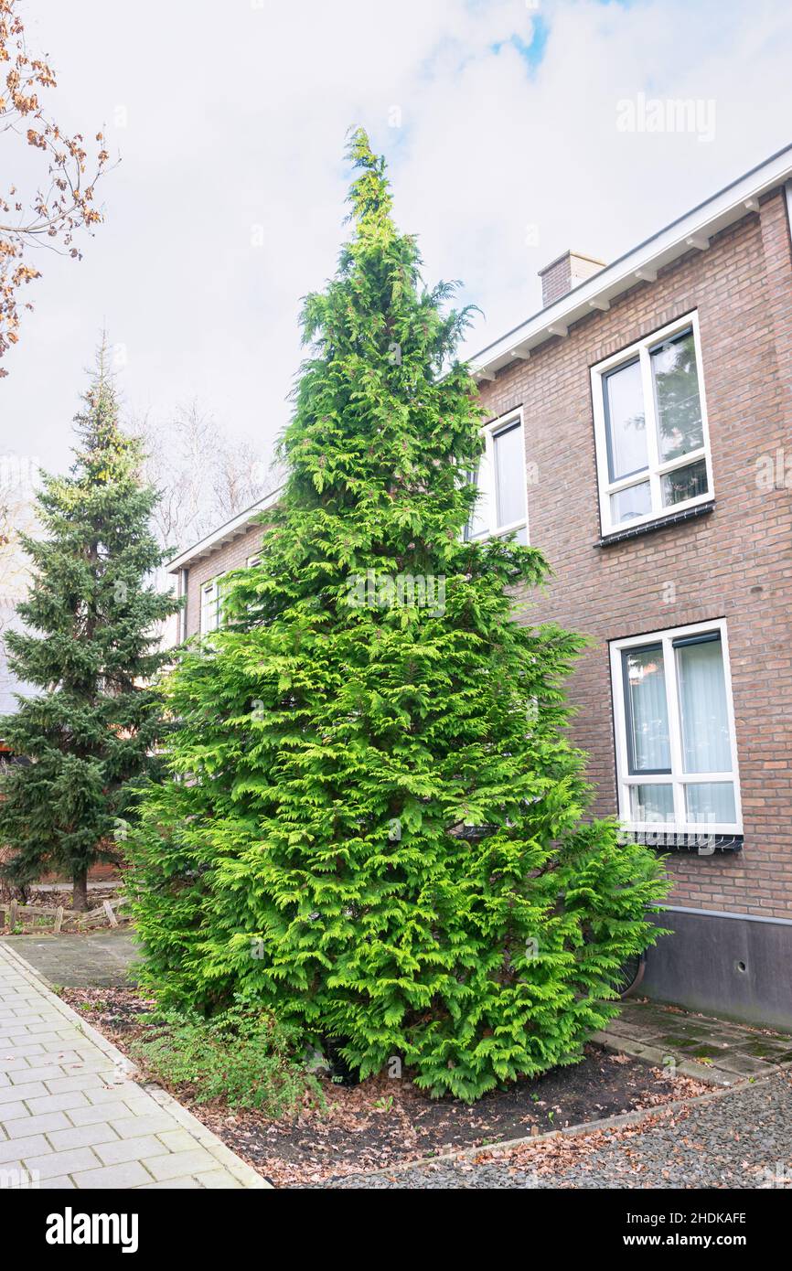 Conical White Cedar tree (Thuja occidentalis) in a street Stock Photo