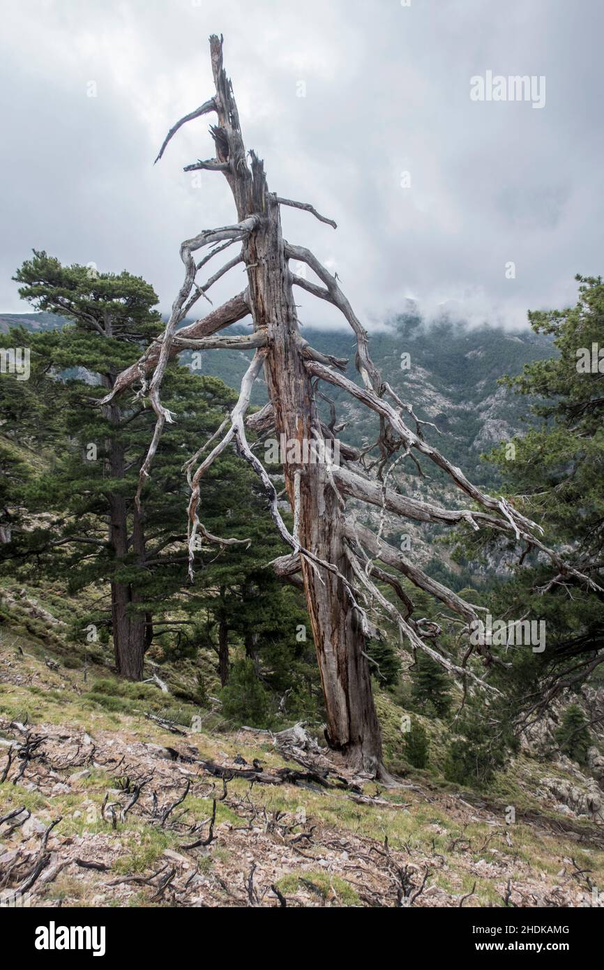 dying tree, deadwood, forest damaged, dying trees, deadwoods, forest damageds Stock Photo