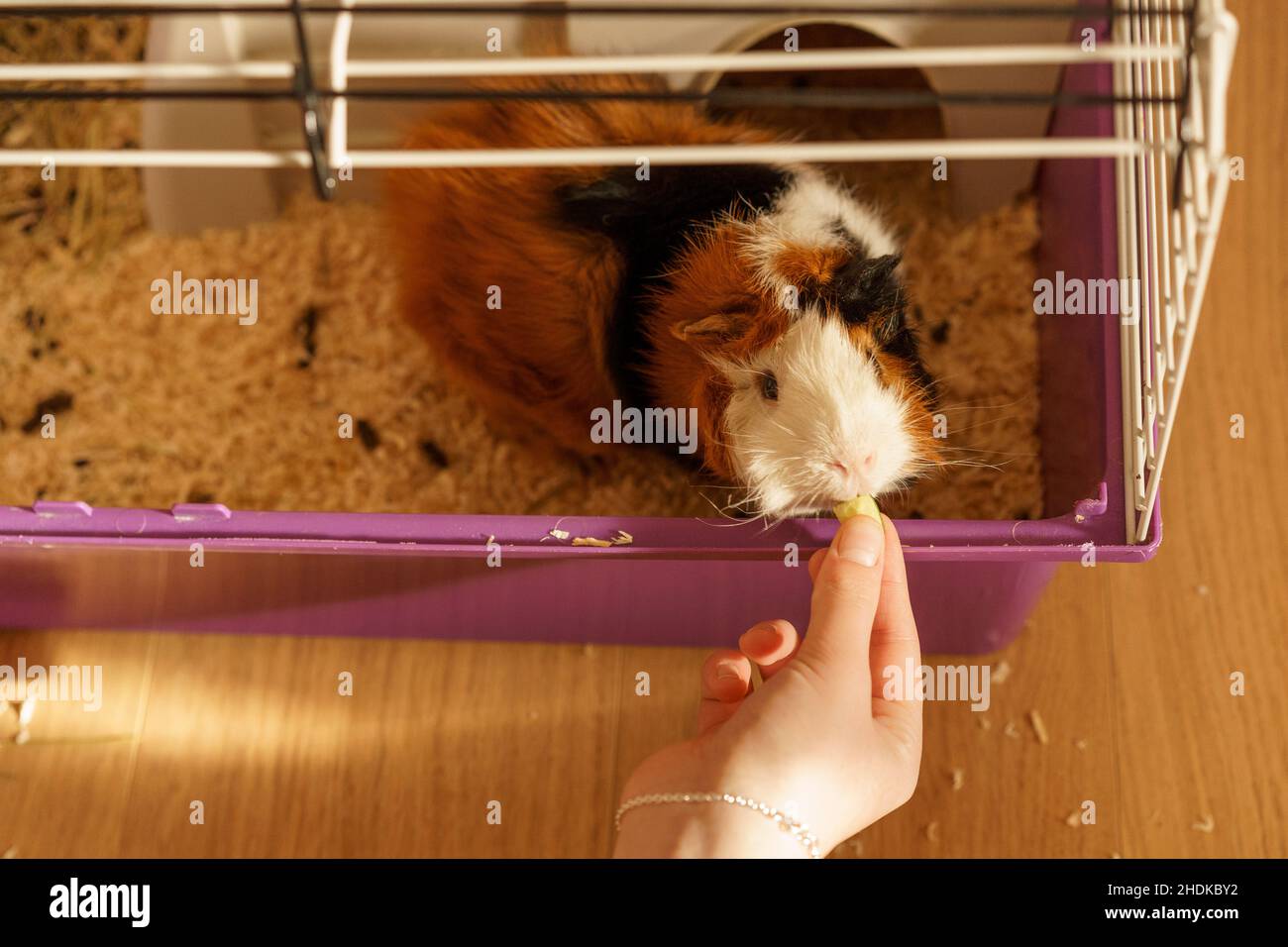 Guinea pig. A young funny guinea pig eating cucumber on a sunny day in