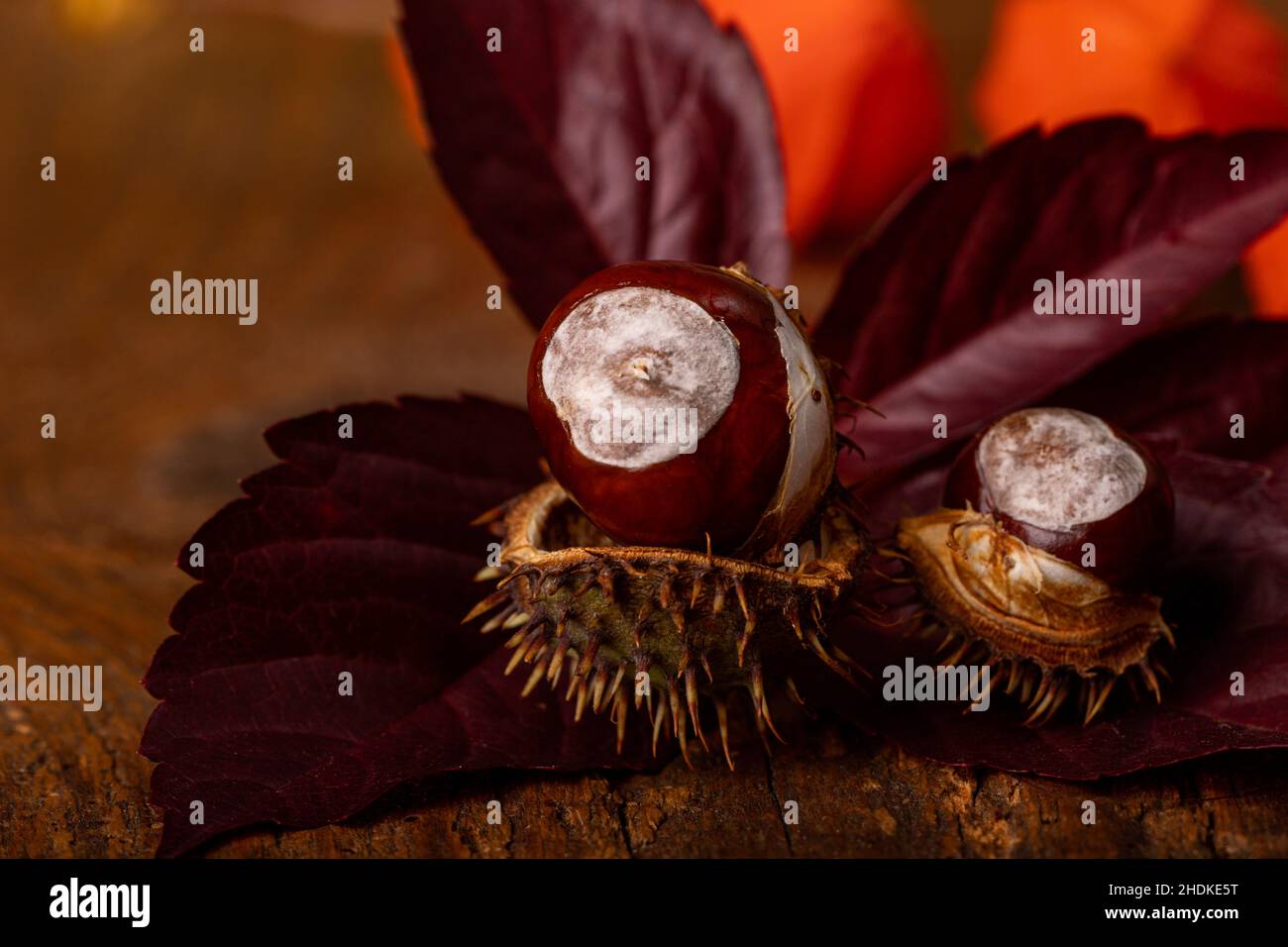 chestnut tree, chestnut trees Stock Photo - Alamy