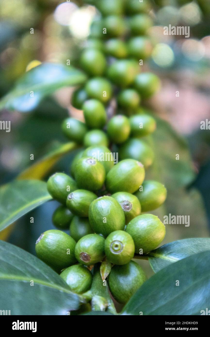 plant, macadamia, plants, macadamias Stock Photo Alamy