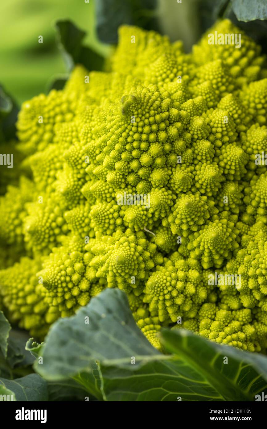 Romanescos hi-res stock photography and images - Alamy