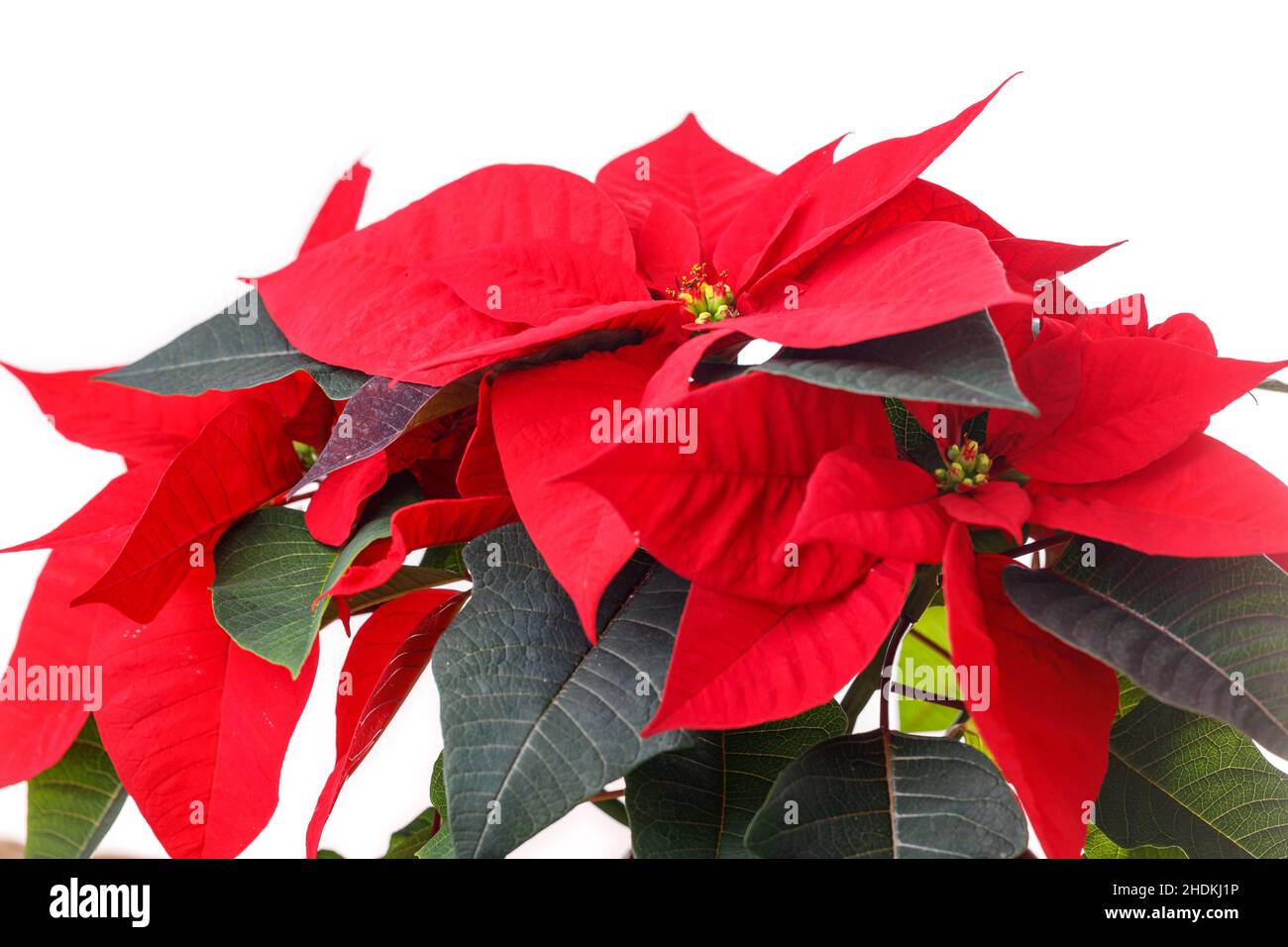 poinsettia, pointsettia, poinsettias, pointsettias Stock Photo