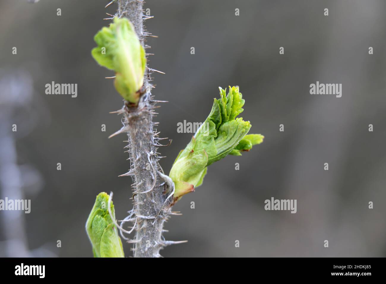 Evergreen spikes of small bush in garden plant pot Stock Photo - Alamy