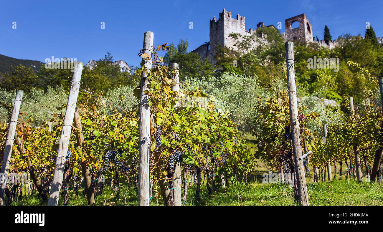 trentino, wine-growing region, trentinos, wine-growing regions Stock Photo