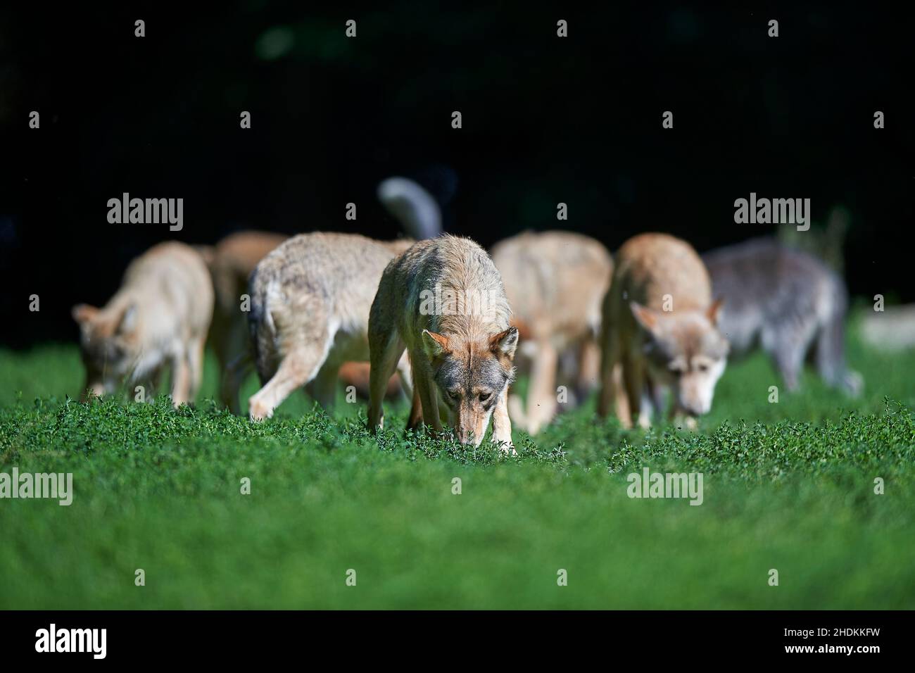 wolf, wolf pack, wolfs Stock Photo