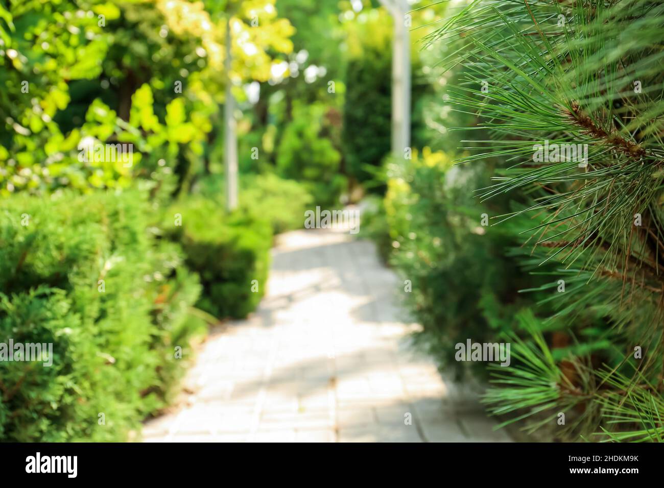 Alley in beautiful green park, blurred view Stock Photo - Alamy