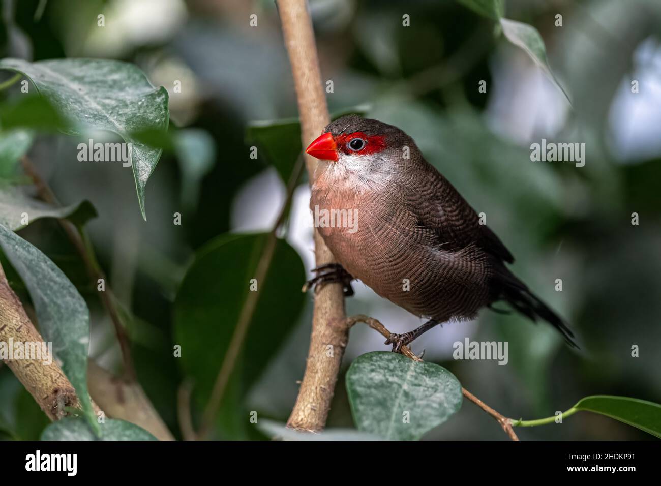 Blackrumped Waxbill (Estrilda troglodytes) Bird Stock Photo Alamy
