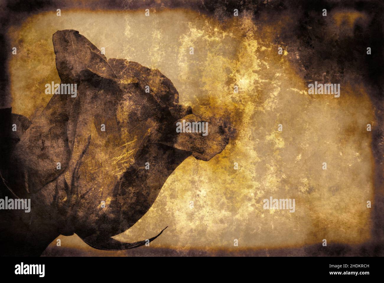 Old scratched paper flowers hi-res stock photography and images - Alamy