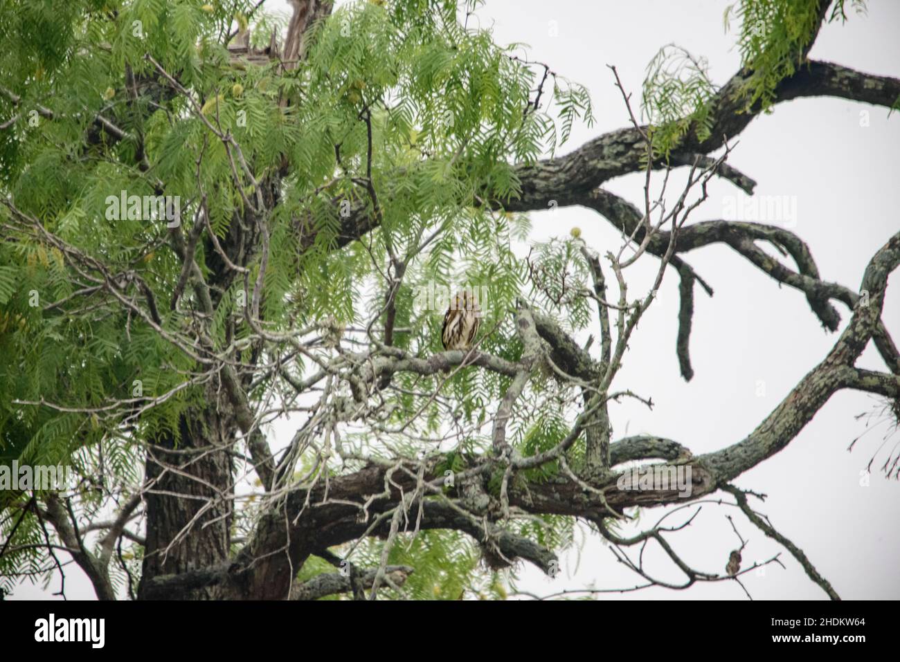 Bird watching at the King Ranch in Texas Stock Photo