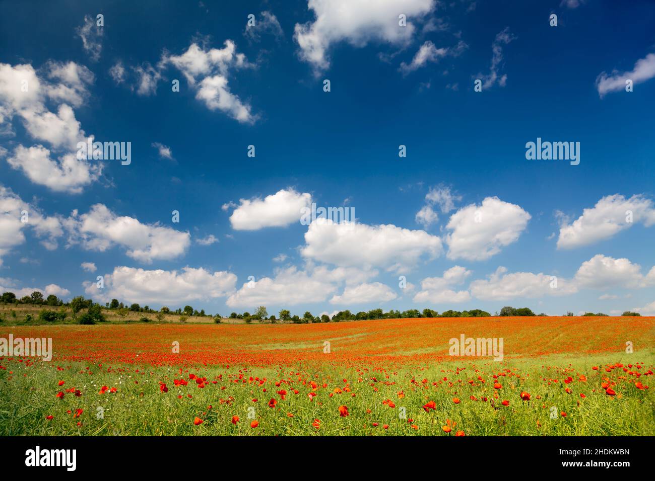 Corn fields and poppies hi-res stock photography and images - Alamy