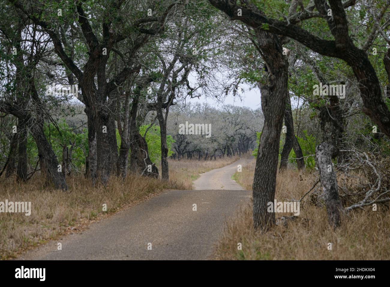 Bird watching at the King Ranch in Texas Stock Photo