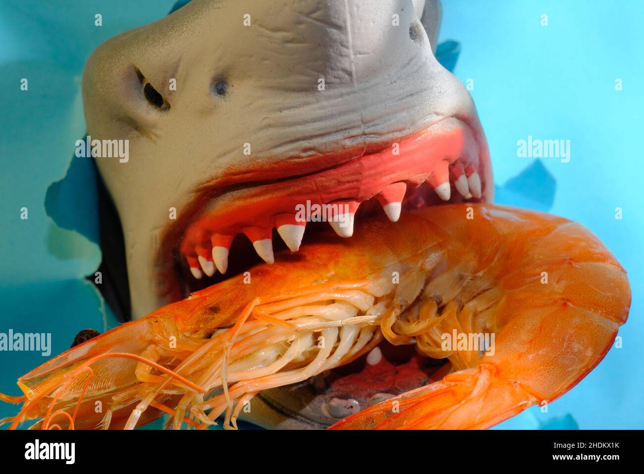 Closeup shark eating giant jumbo shrimp concept Stock Photo Alamy