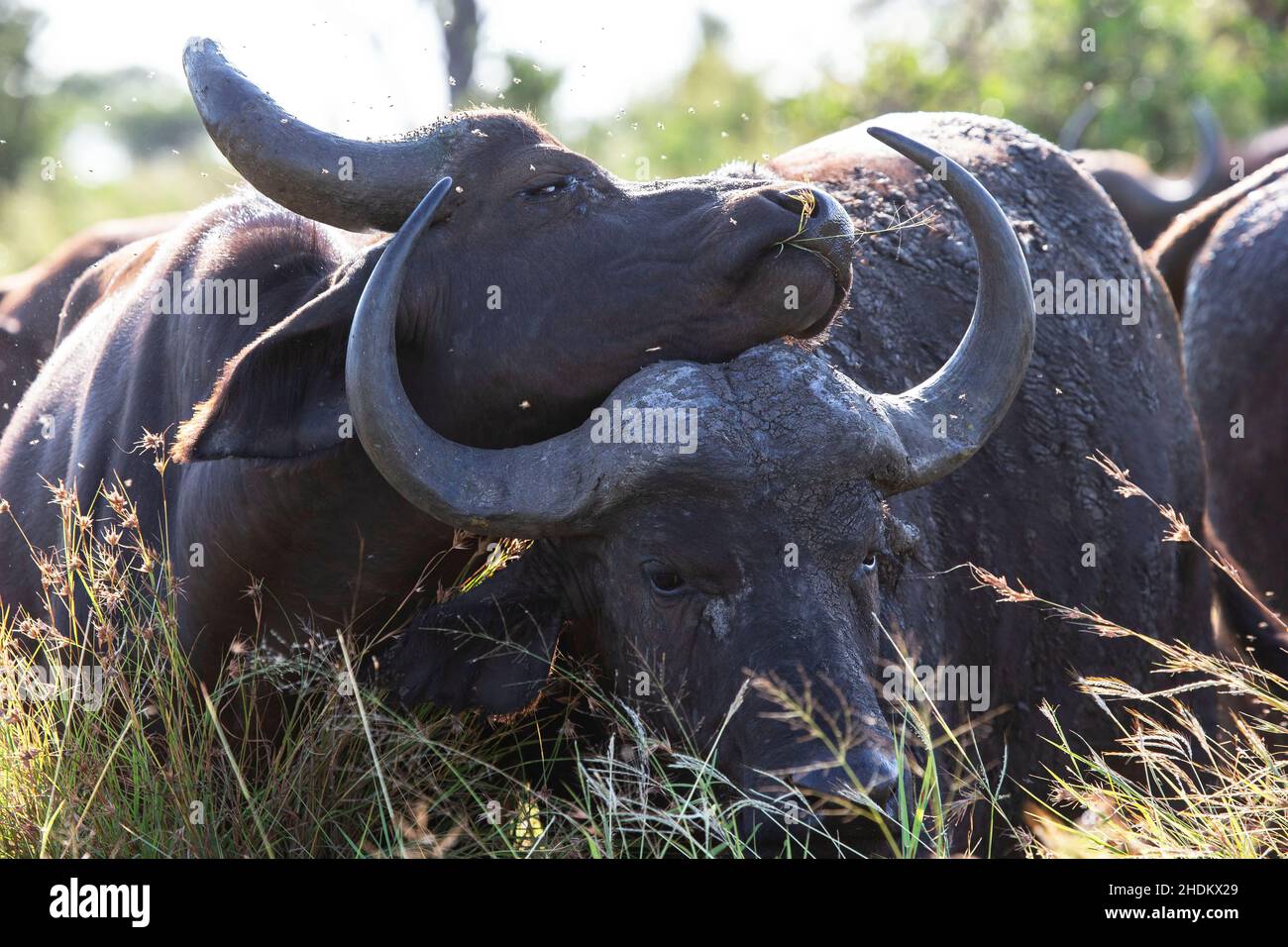Buffalo love hi-res stock photography and images - Alamy