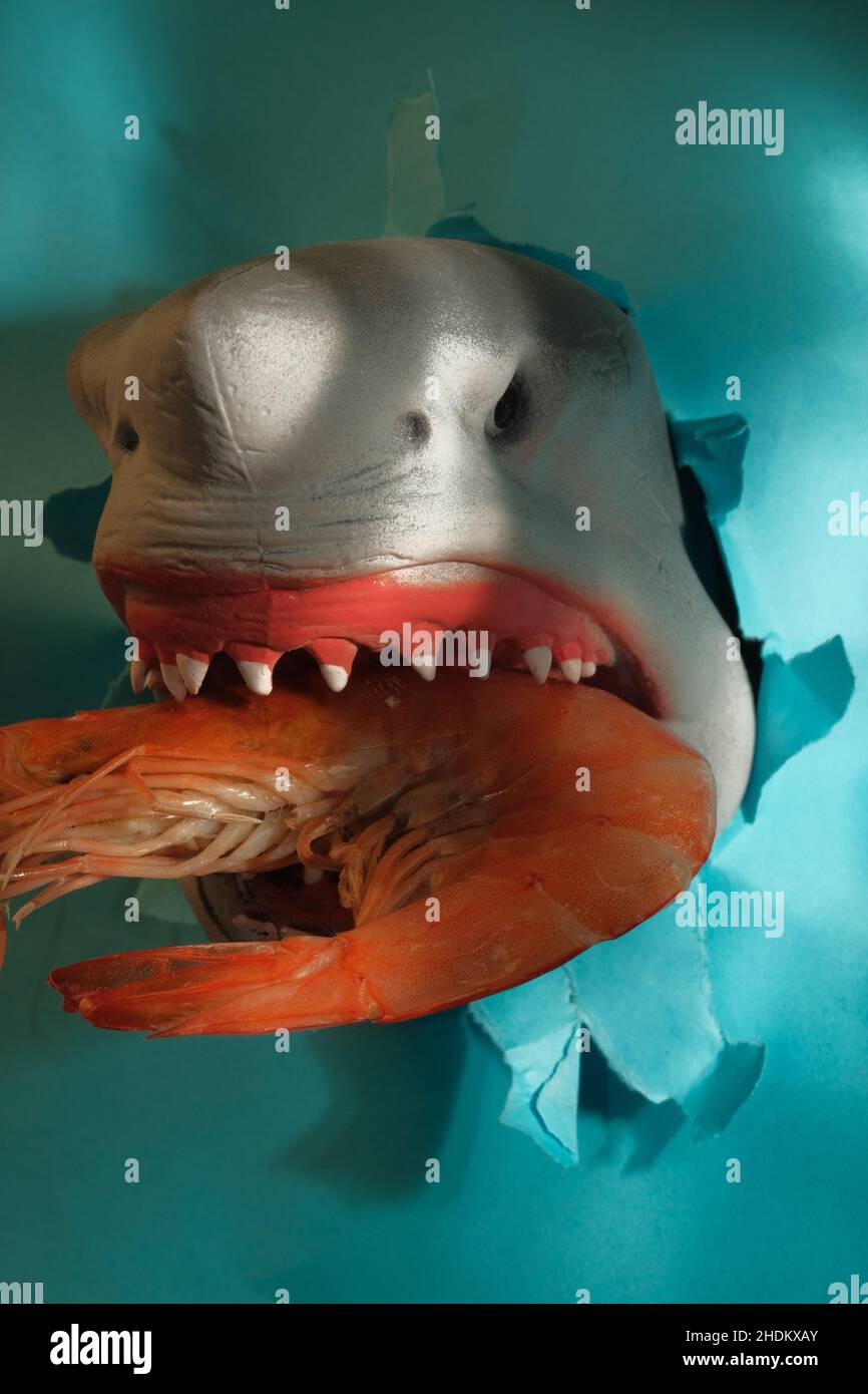 Closeup shark eating giant jumbo shrimp concept Stock Photo Alamy