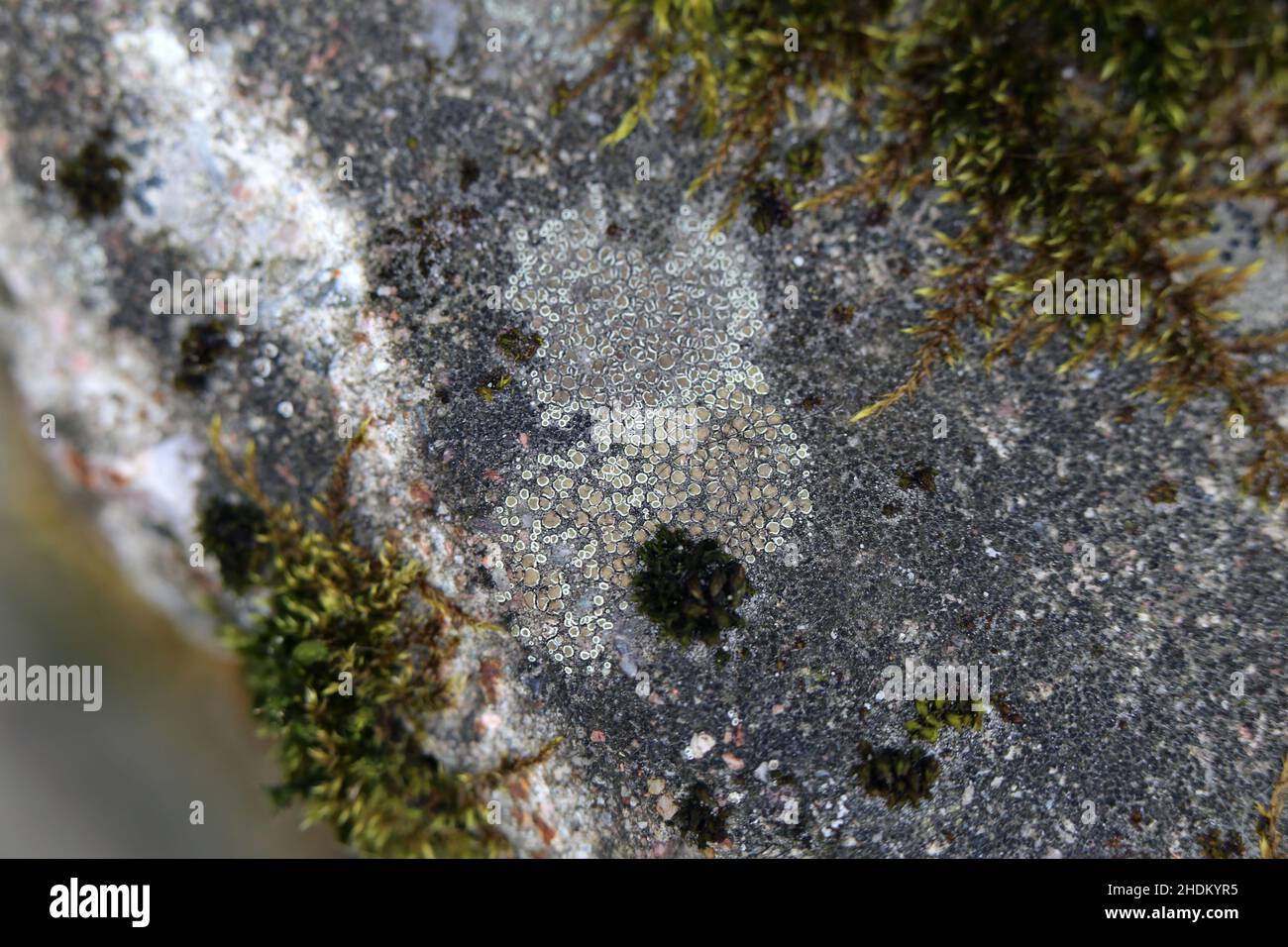 Closeup Of Some Green Moss On A Rock The Most Common Moss Species In 