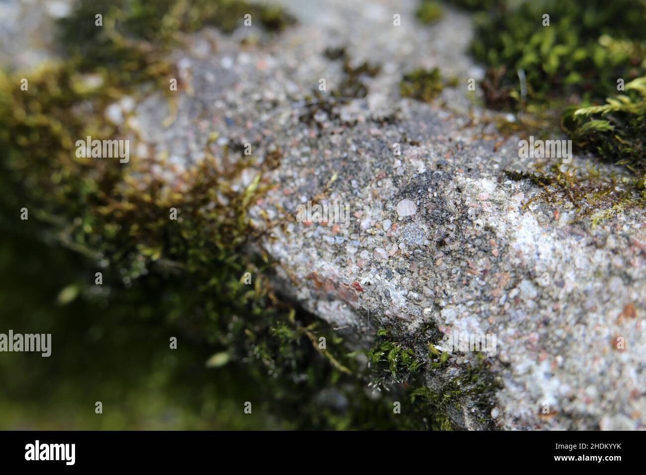 Closeup of some green moss on a rock. The most common moss species in Finland called Seinäsammal (Pleurozium schreberi) and red-stemmed feathermoss. Stock Photo