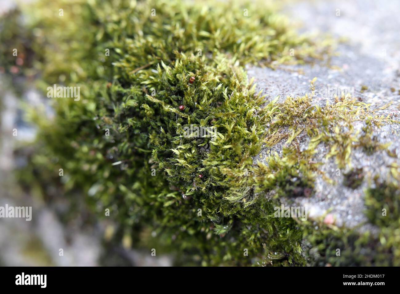 Closeup of some green moss on a rock. The most common moss species in Finland called Seinäsammal (Pleurozium schreberi) and red-stemmed feathermoss. Stock Photo