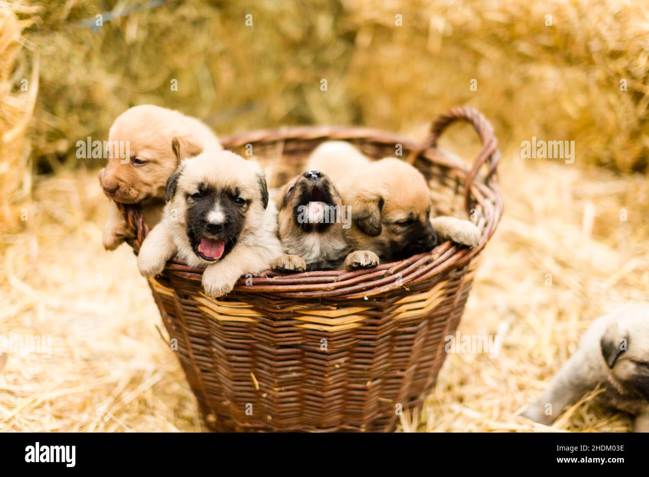 basket, puppy dogs, siblings, baskets, puppy dog Stock Photo Alamy