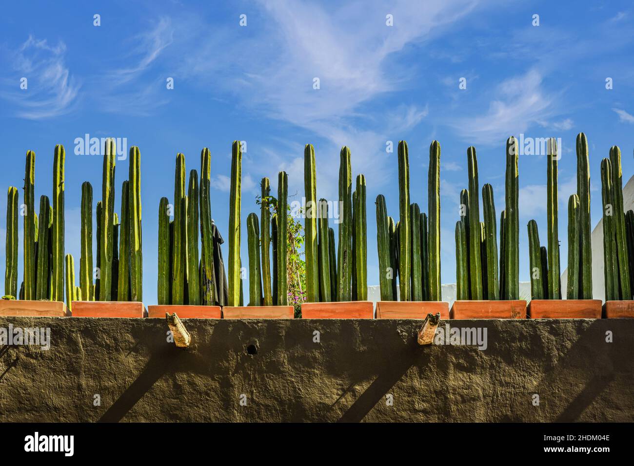A strong horizontal view of a Mexican rooftop garden lined with potted Mexican Fence-post Cacti in beautiful display against a blue sky in San Miguel Stock Photo