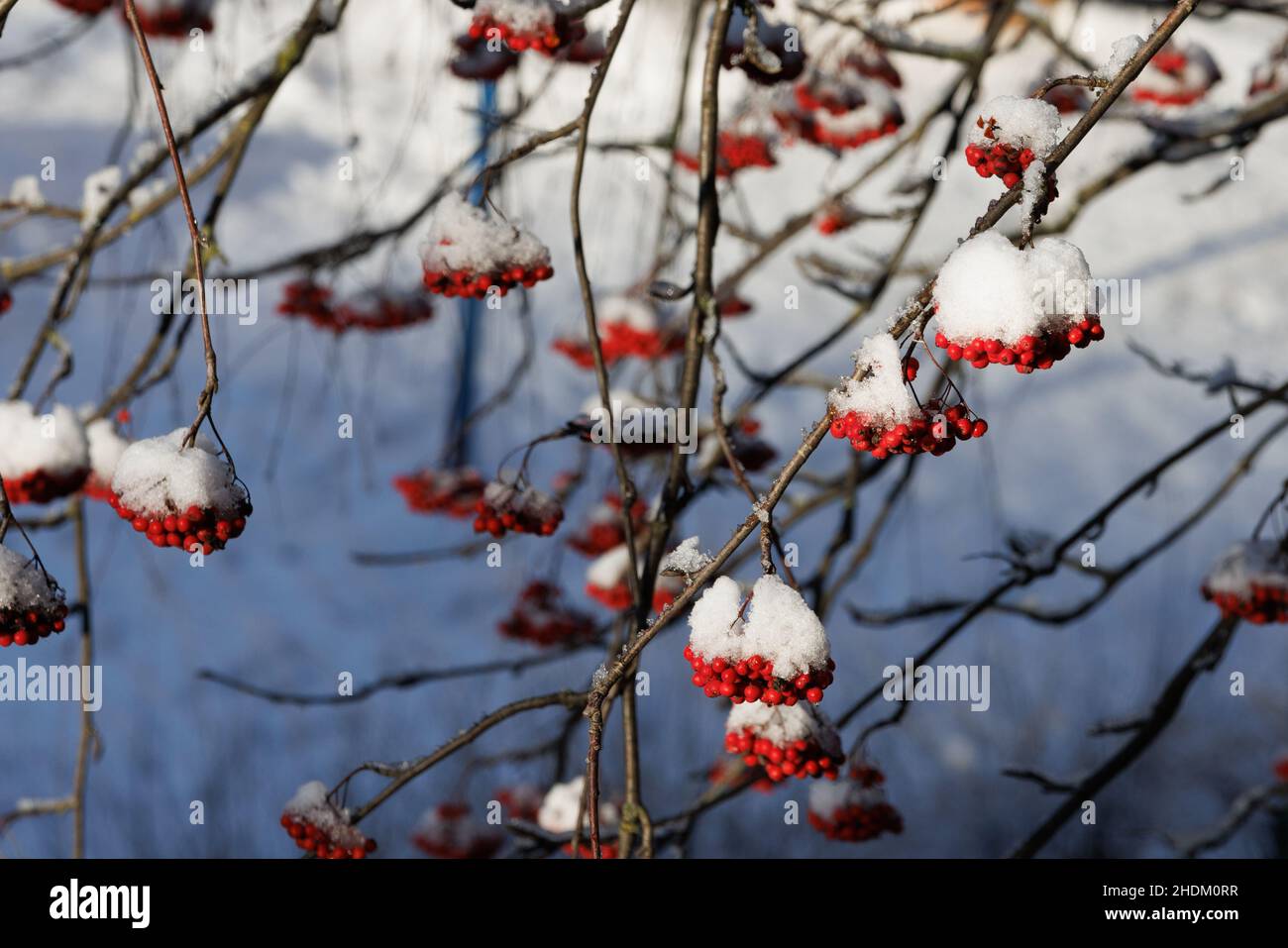 rowan berries under a layer of snow in sunny daytime Stock Photo - Alamy