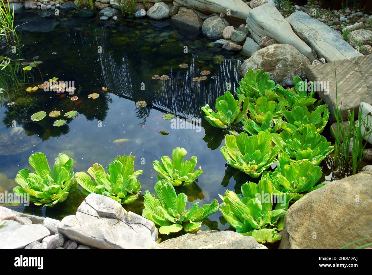 water plant, garden pond, water plants, garden ponds Stock Photo