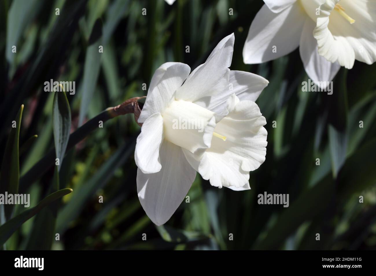 White trumpet daffodils - beautiful spring flower that belongs to amaryllis family. Often used in gardens and as a decoration during Easter time. Stock Photo