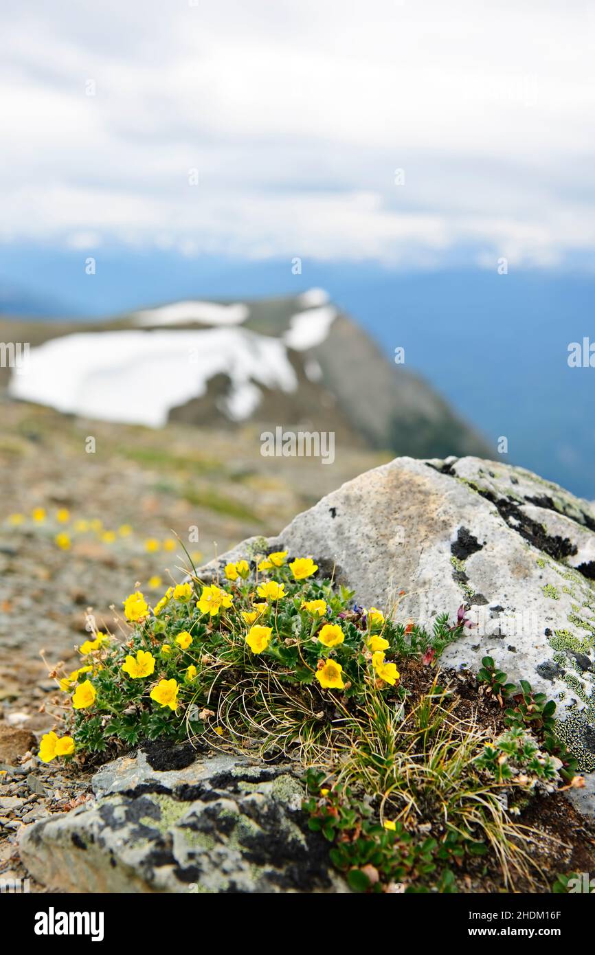 mountain flower, blutwurz, mountain flowers, blutwurzs Stock Photo
