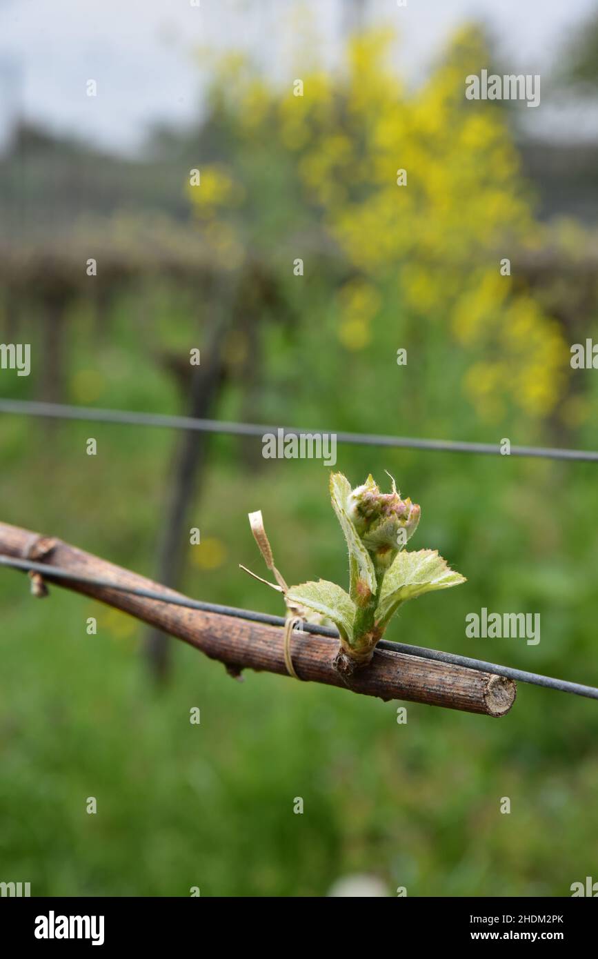 bud, winemaking, lacing wire, pruning of vines, buds, lacing wires Stock Photo