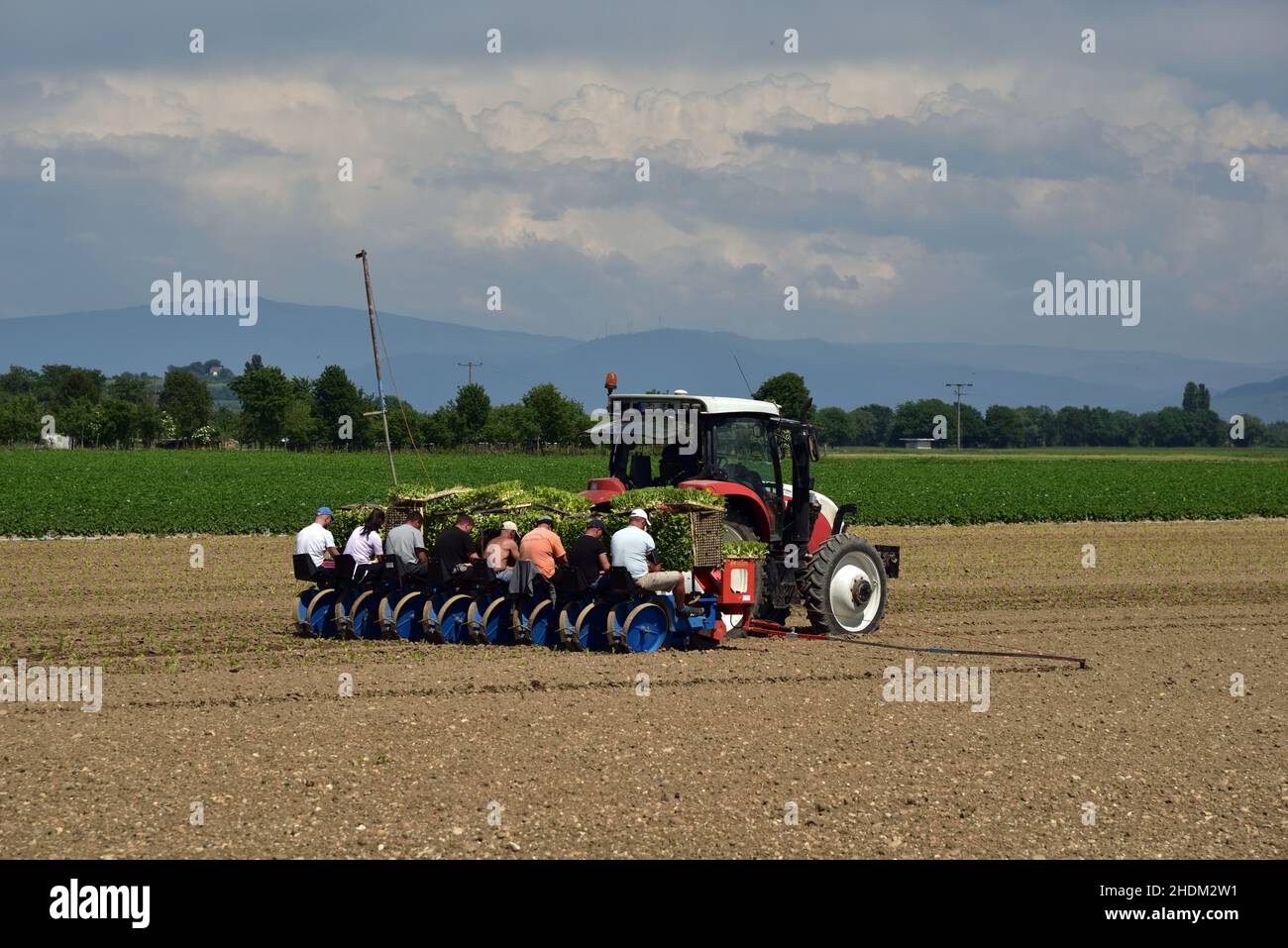agriculture, planting, harvest helpers, agricultures, harvest helper Stock Photo