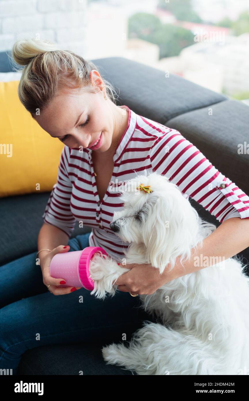 dog, hygiene, dogs, hygienes Stock Photo Alamy
