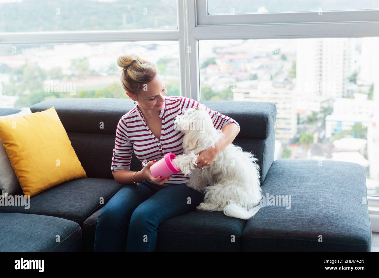 dog, hygiene, dogs, hygienes Stock Photo Alamy
