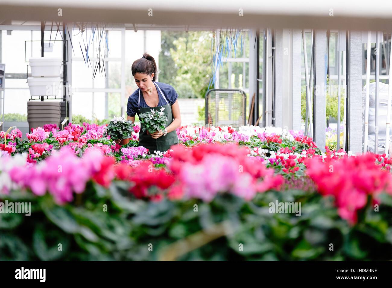 violet, greenhouse, garden center, gardener, violets, greenhouses, garden centers, gardeners Stock Photo
