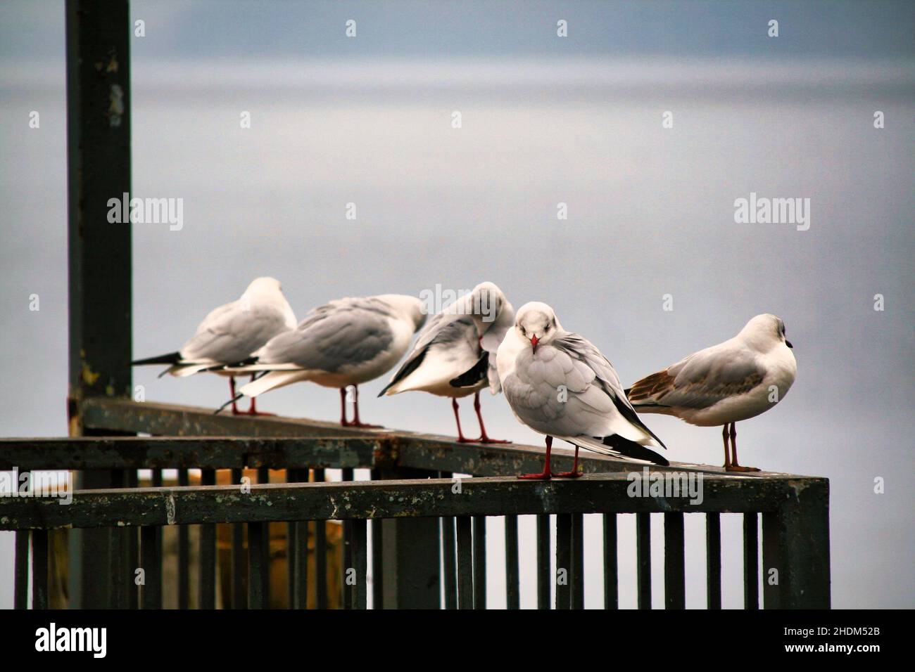Birds on the rail of a pier on the shore of the lake of Bracciano in Italy Stock Photo