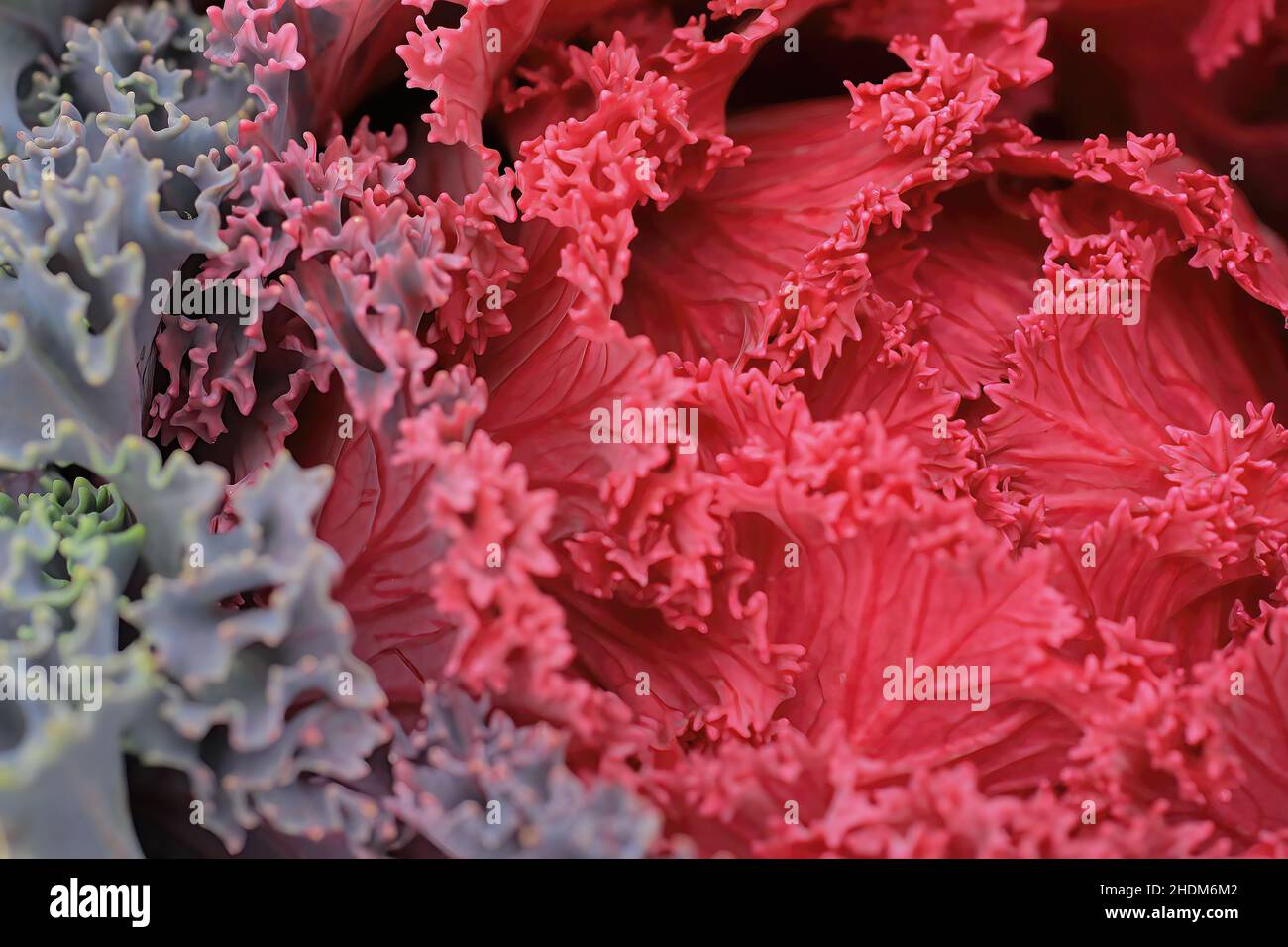 Pink and purple ornamental cabbage and kale in the fall of the year at Century College, White Bear Lake, Minnesota USA  Oct. 22, 2012 Stock Photo