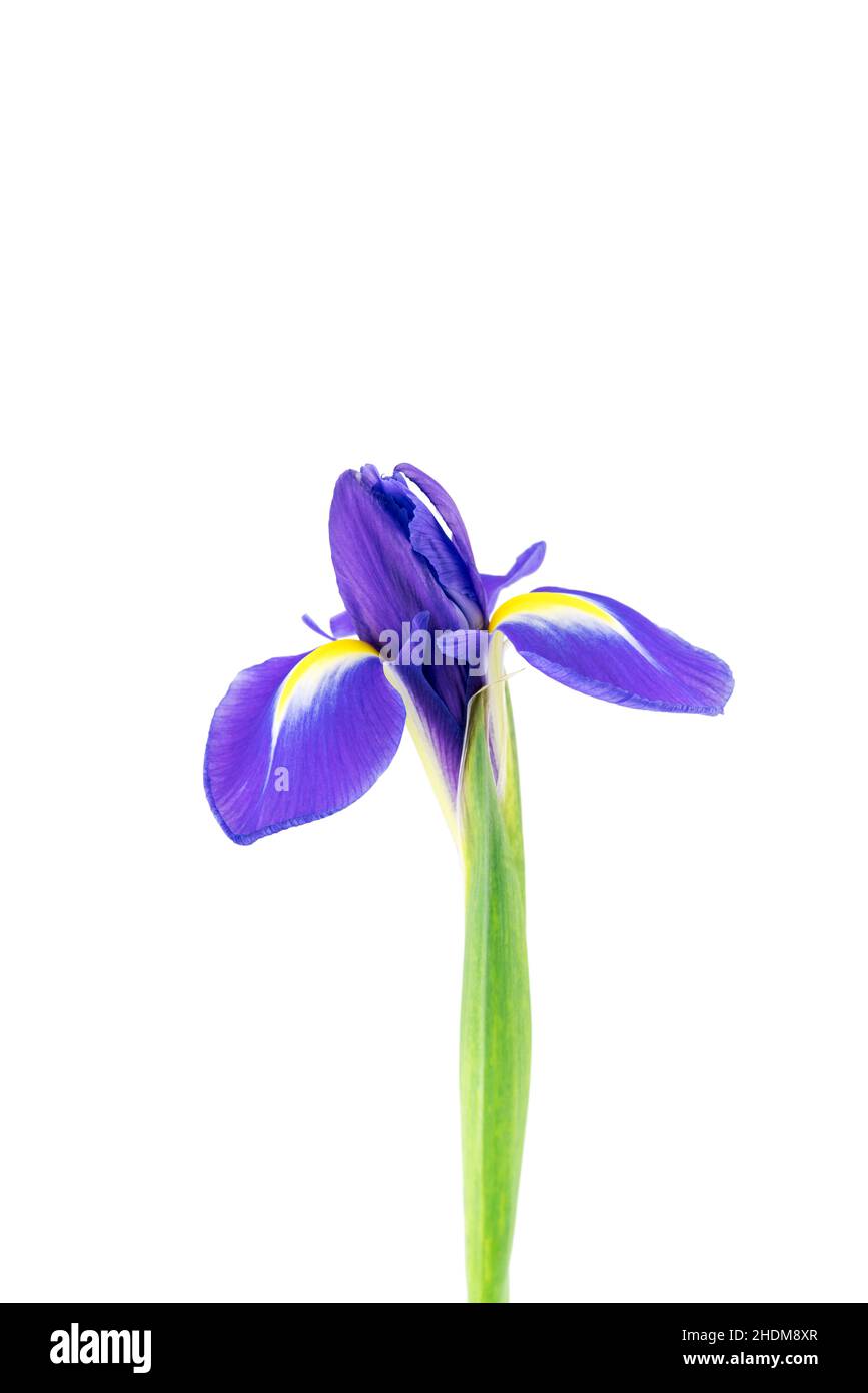 sword lily, lily, sword lilies, lilies Stock Photo Alamy