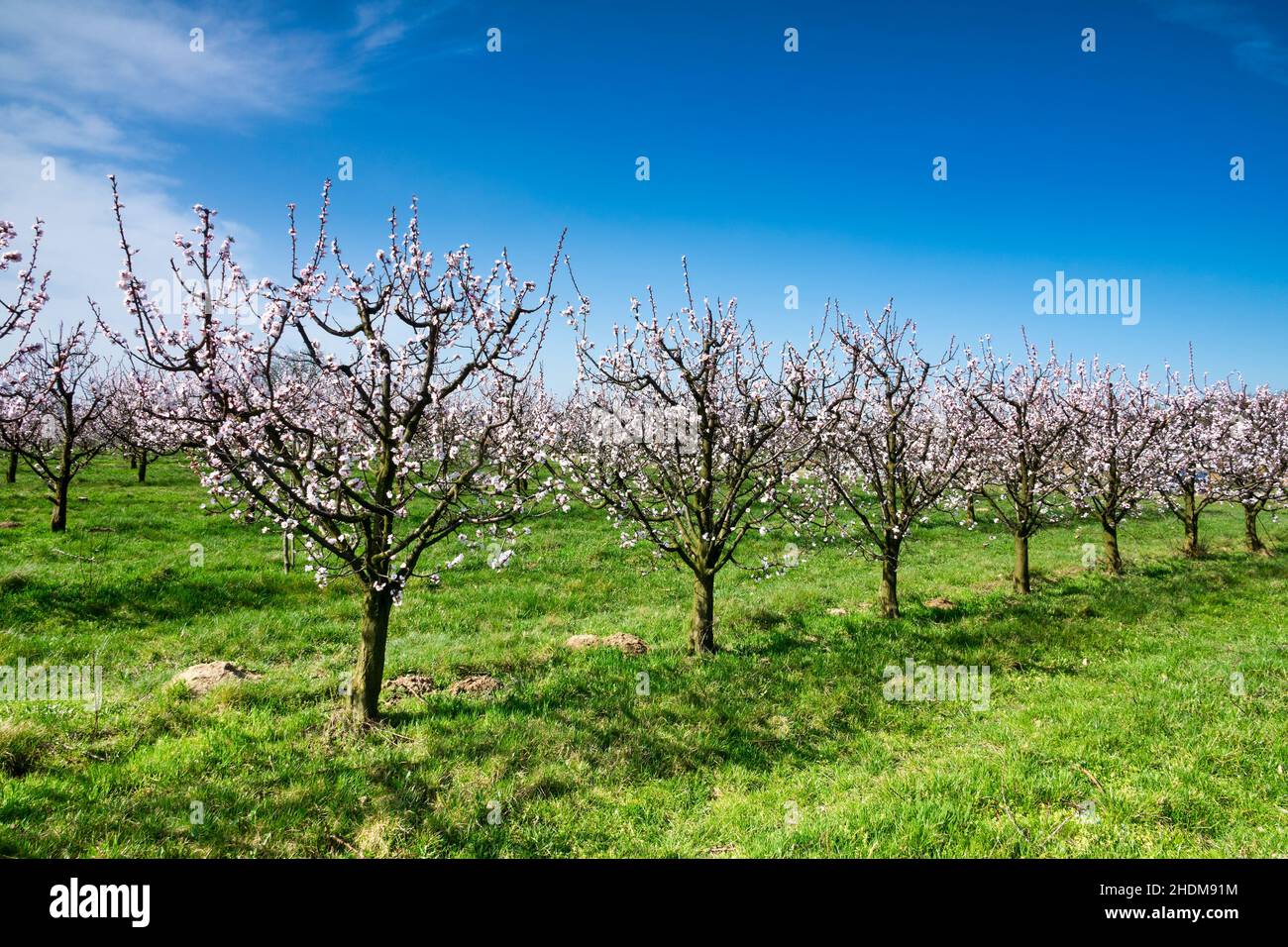 apricot blossom, fruit flower, tree plantation, apricot blossoms, fruit