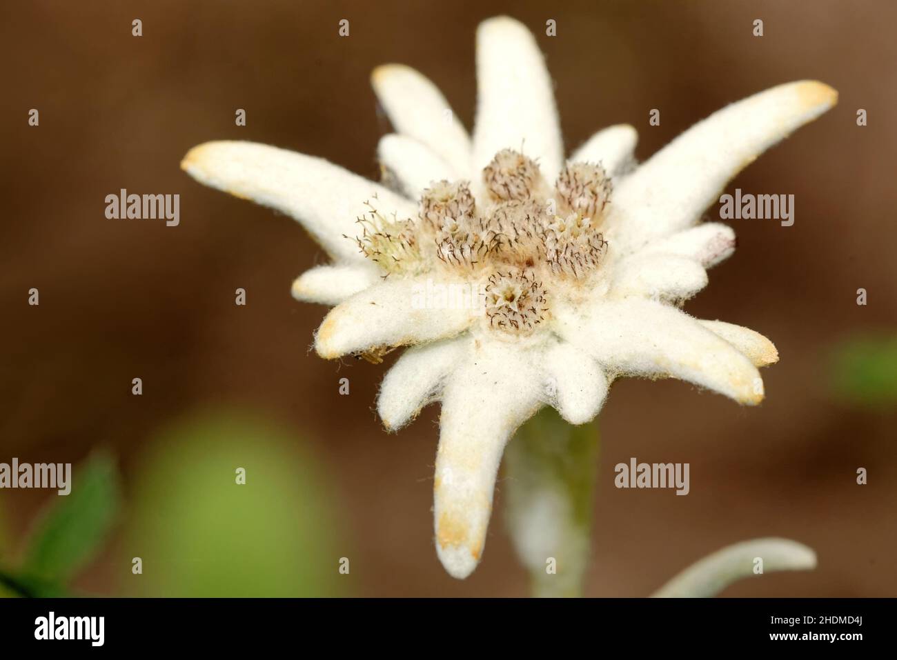 blossom, edelweiss, blossoms Stock Photo