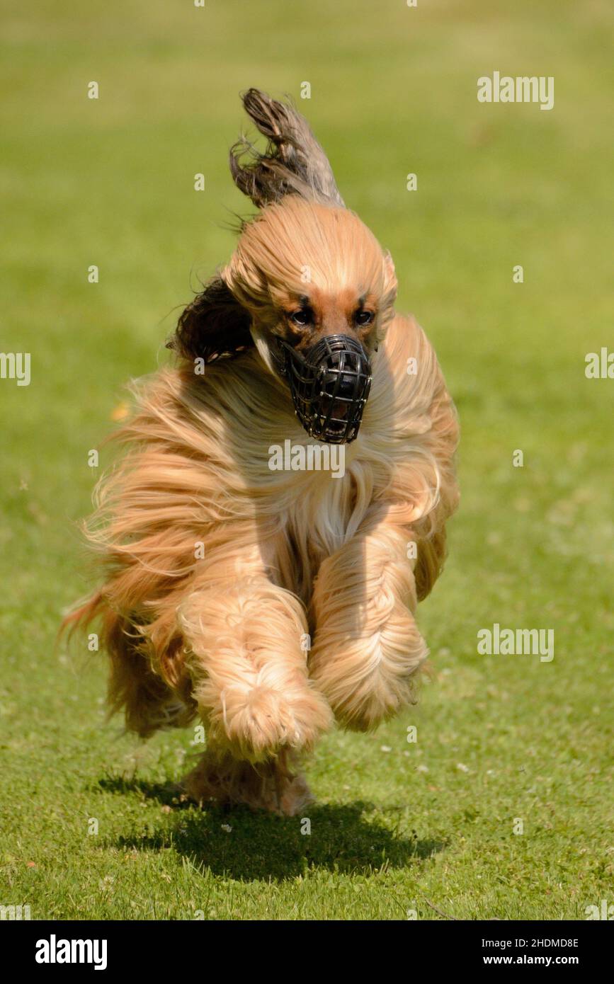 afghani, greyhound, afghanis, greyhounds Stock Photo