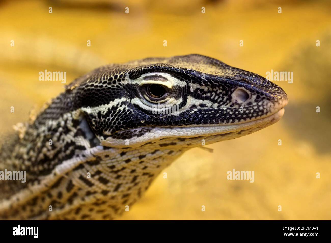 reptiles, monitor lizard, reptile, monitor lizards Stock Photo - Alamy