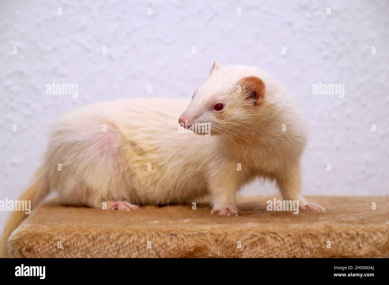 albino, ferret, albinos, ferrets Stock Photo Alamy