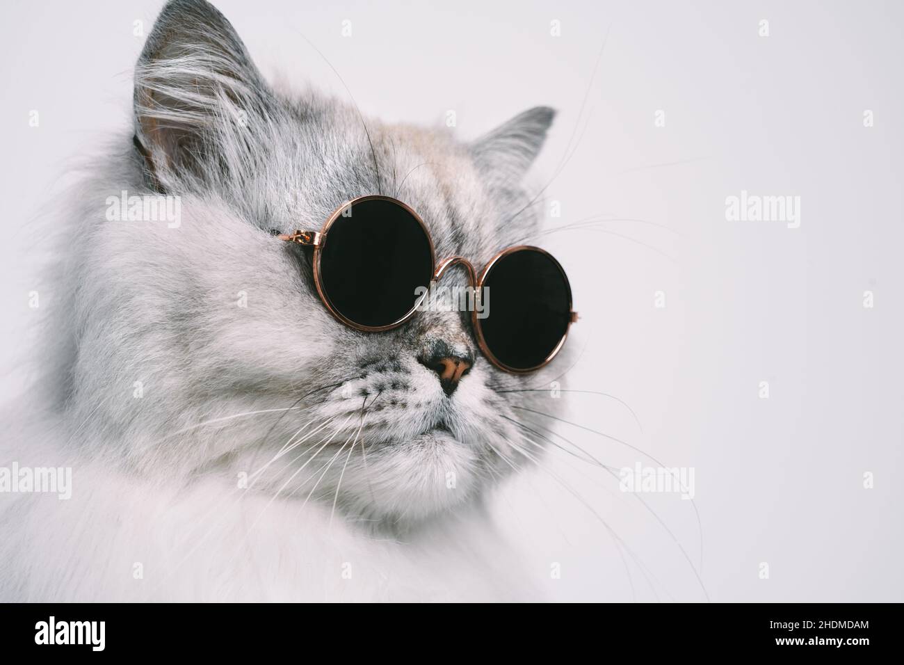 Portrait of funny grey cat in sunglasses. Copy space Stock Photo