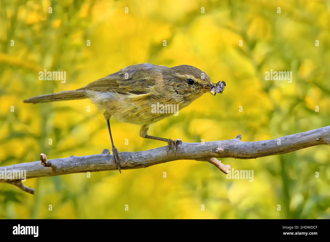 Small Insectivore insectivore, common chiffchaff, insectivores Stock Photo - Alamy