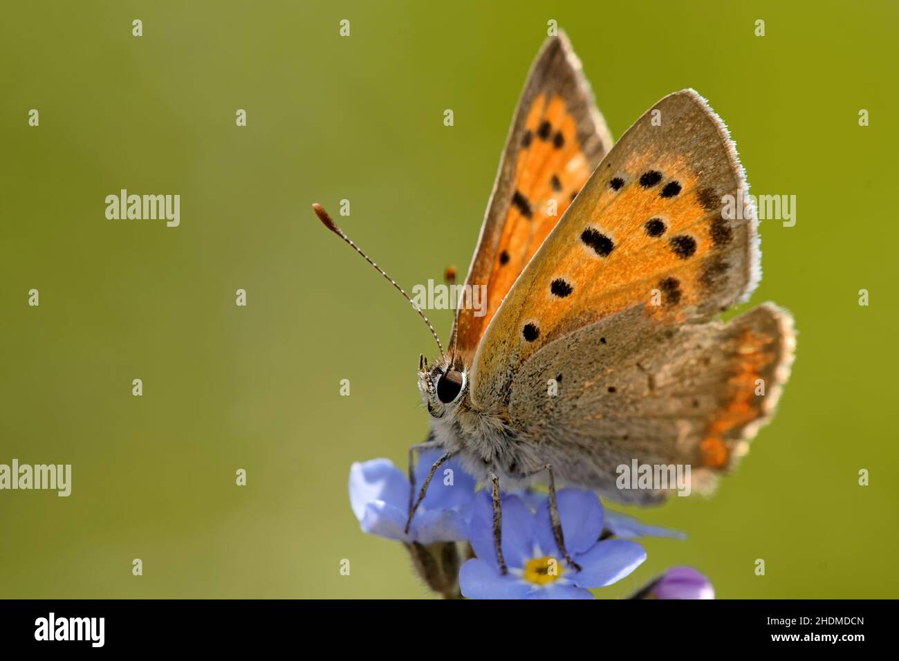 copper butterfly, copper butterflies Stock Photo - Alamy