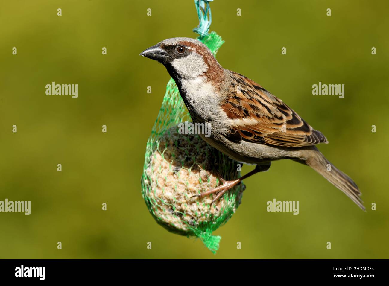house sparrow, bird feeder, house sparrows, bird feeders Stock Photo