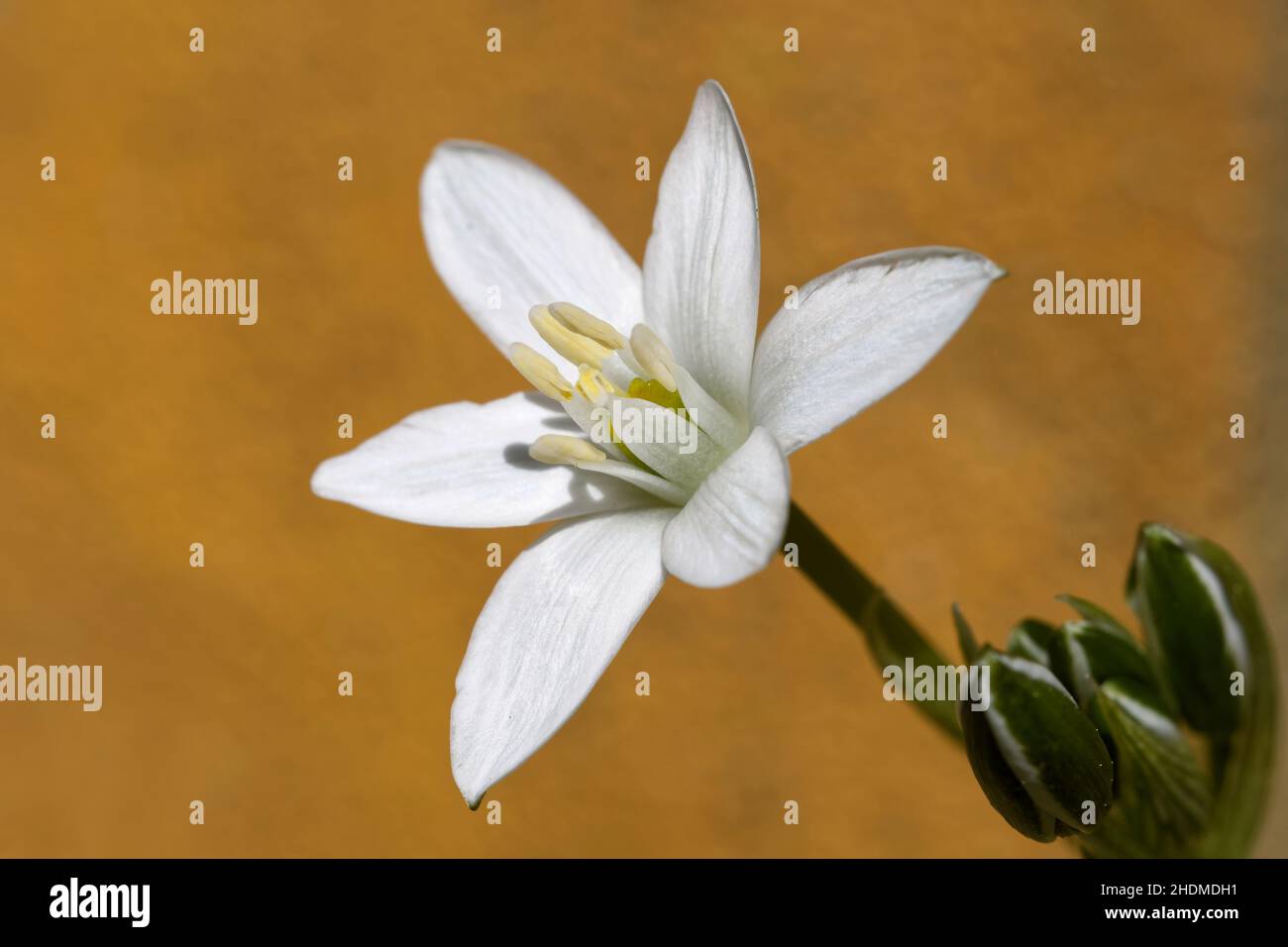 ornithogalum umbellatum, ornithogalum umbellatums Stock Photo
