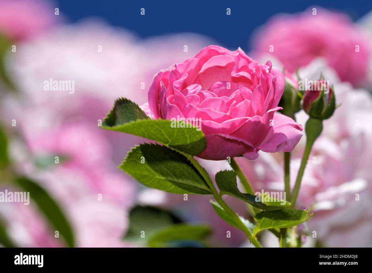 Climbing rose roses hi-res stock photography and images - Alamy