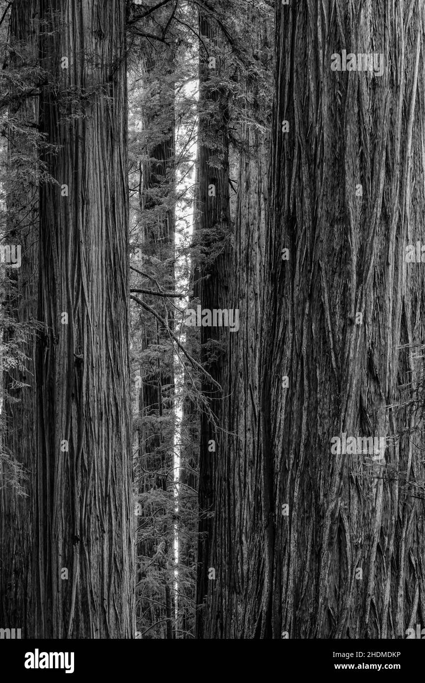 Magnificent Coast Redwoods in Stout Memorial Grove in Jedediah Smith Redwoods State Park in Redwood National and State Parks, California, USA Stock Photo