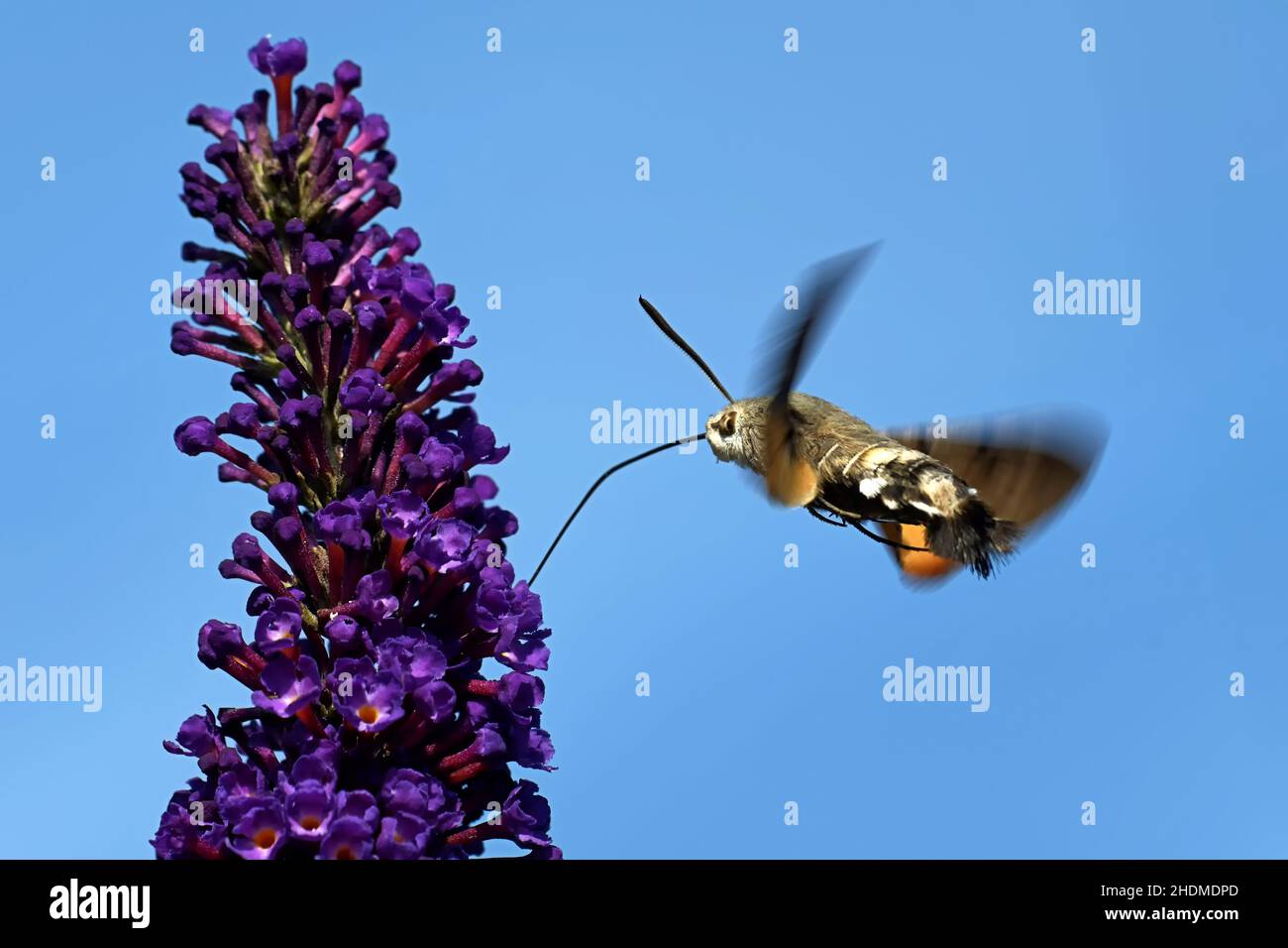 butterfly, nutrition & eating, hummingbird hawkmoth, butterflies