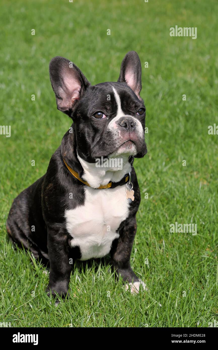 french bulldog, french bulldogs Stock Photo